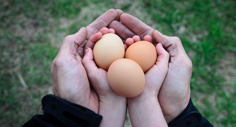 Ile jaj z kurczaka waży?