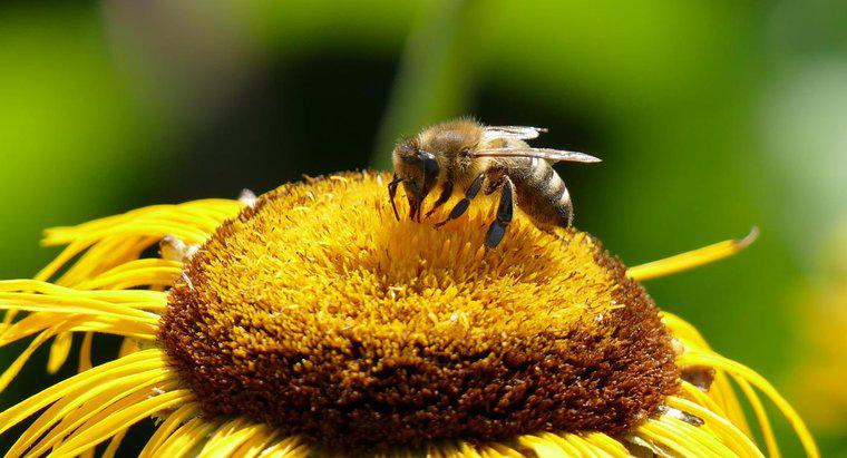 Jakie są niektóre objawy reakcji pszczół?