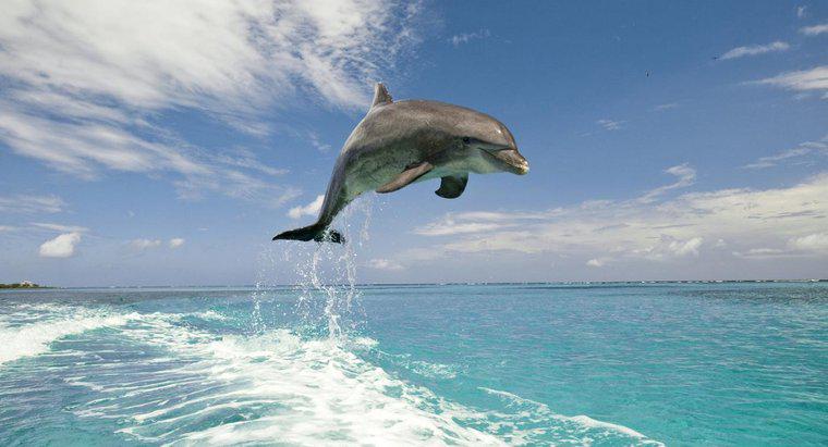 Jakie są różnice między delfinami i morświnami?