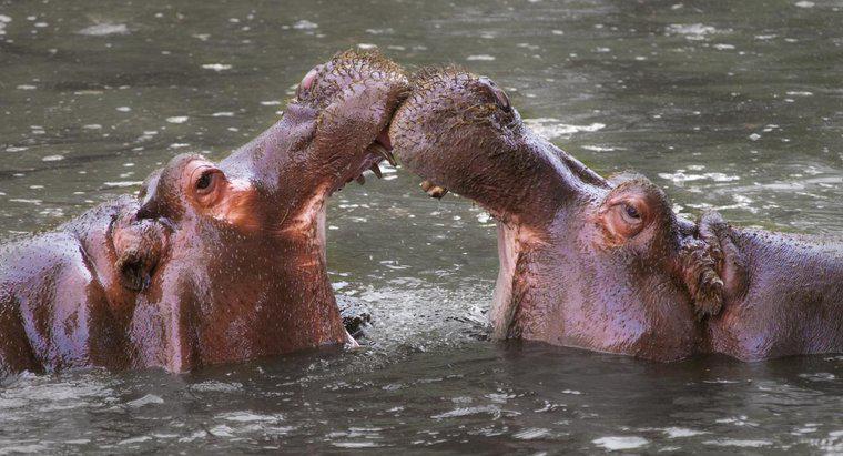 Jak Hipopotamy się bronią?