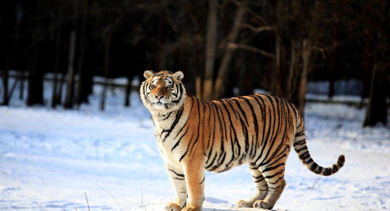 Czy tygrysy są silniejsze niż lwy?