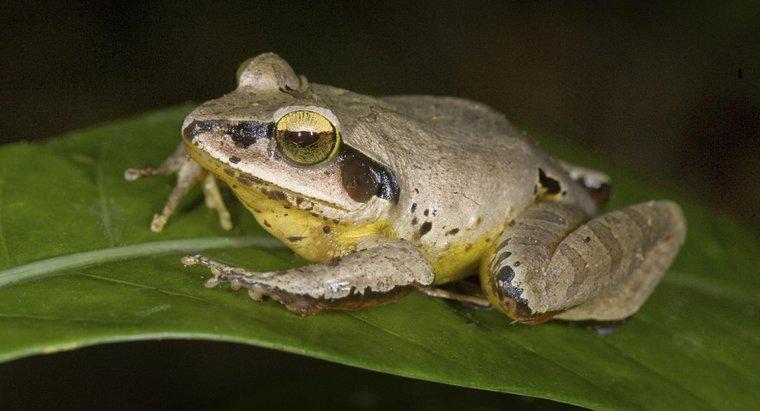 Jakie jest symboliczne znaczenie widzenia żaby?