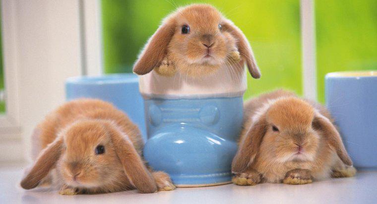 Gdzie można kupić króliczki Baby Mini Lop?