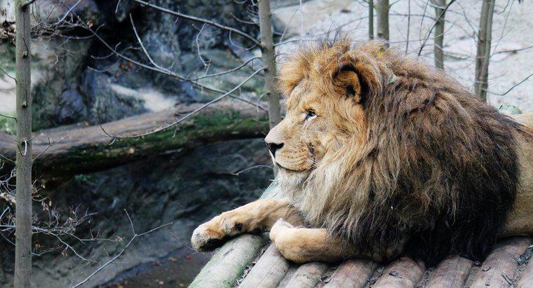 Dlaczego lwy są zagrożone?