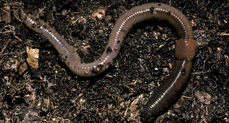 W jaki sposób Earthworms Digest Food?