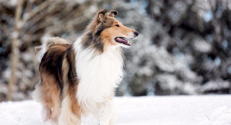 Jakim rodzajem psa była Lassie?