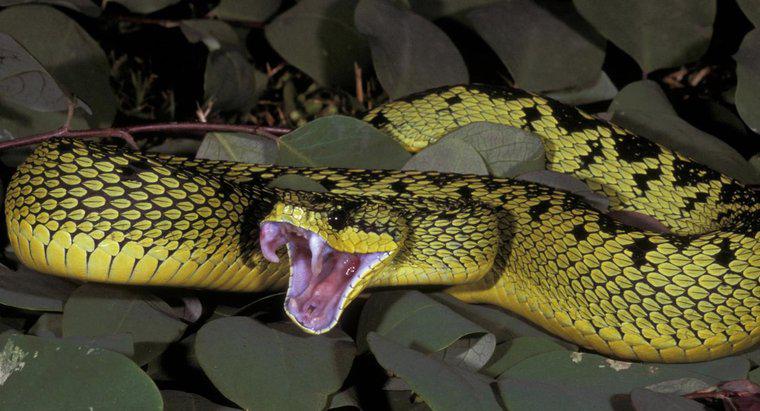 Jakie jedzenie je The Viper Snake Eat?