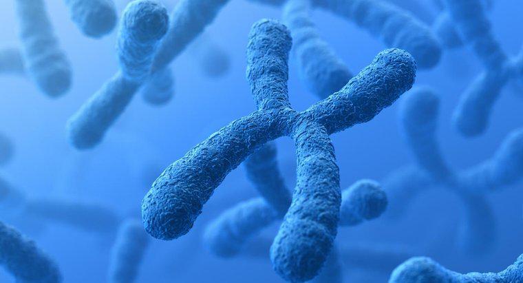 Jaka jest różnica między chromosomami a genami?