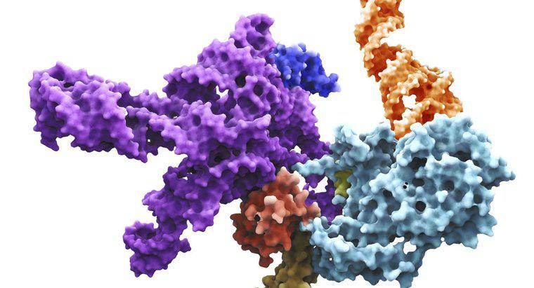 Co to jest Primase RNA?
