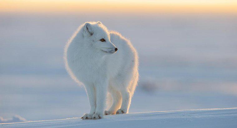 Jakie zwierzęta żyją na biegunie północnym?