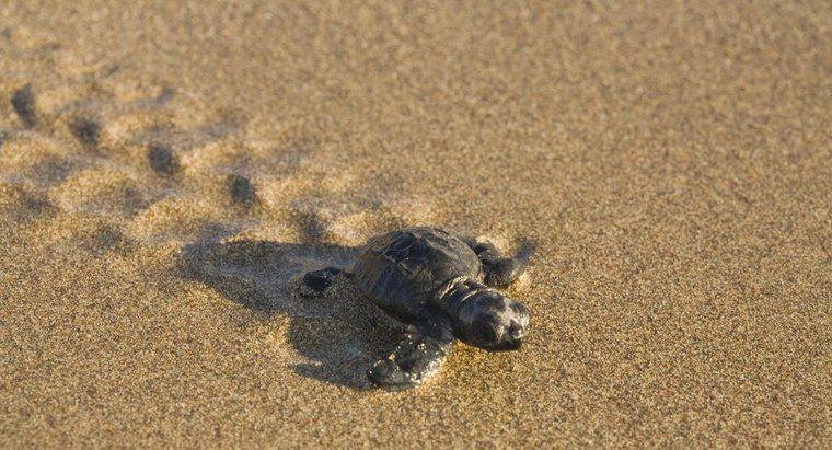 Jak szybko porusza się żółw?
