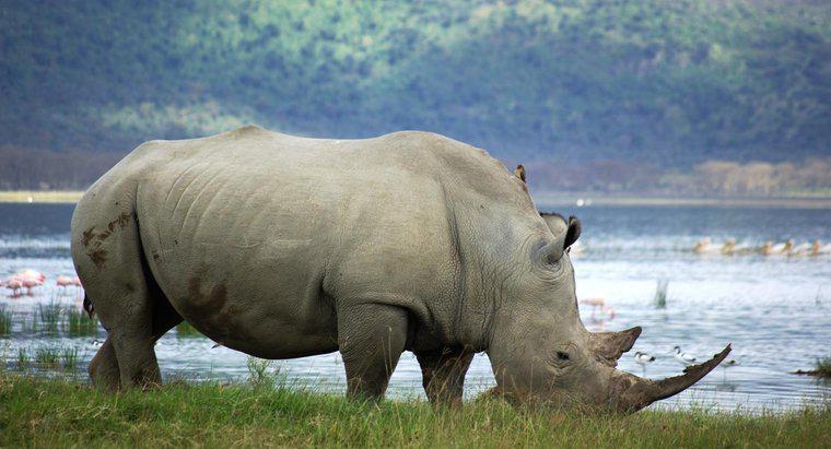Ile białych nosorożców zostało na świecie?
