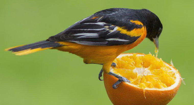 Jakie zwierzęta spożywają pomarańcze?