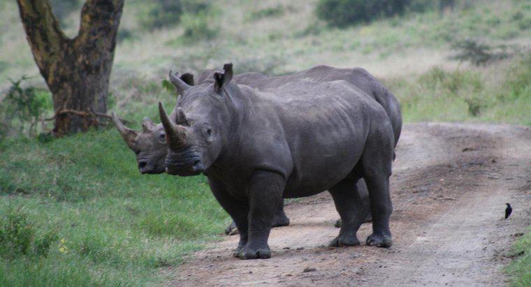 Czy róg nosorożca jest zrobiony z kości słoniowej?