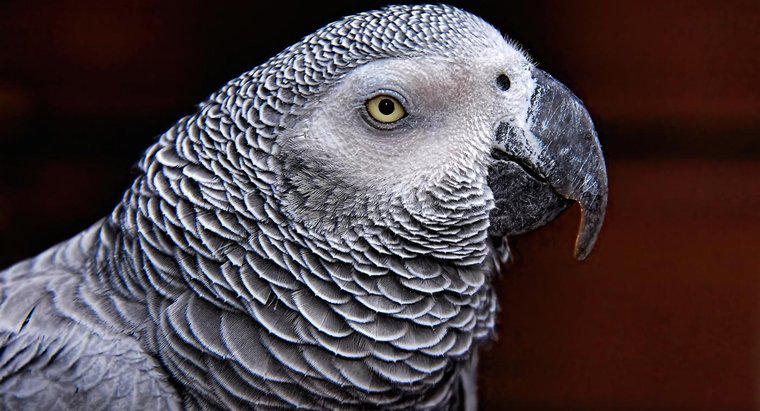 Jak długo żyje afrykańska papuga grey?