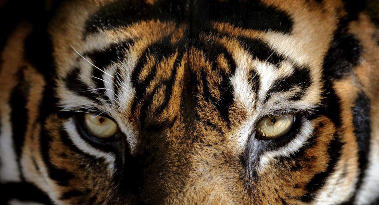 Jakie kolory mają oczy tygrysów?