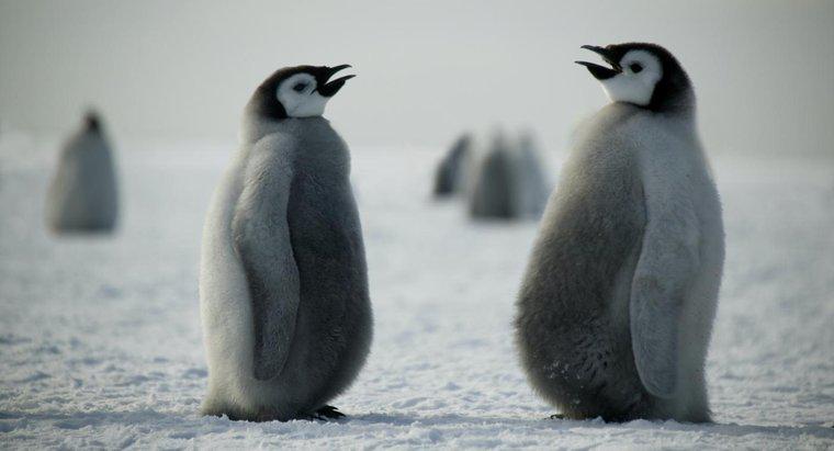 Jak komunikować się pingwiny?