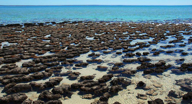 Jakie są stromatolity?