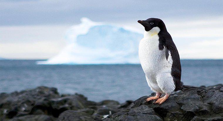 Co zapobiega wykorzystywaniu zasobów Antarktydy?