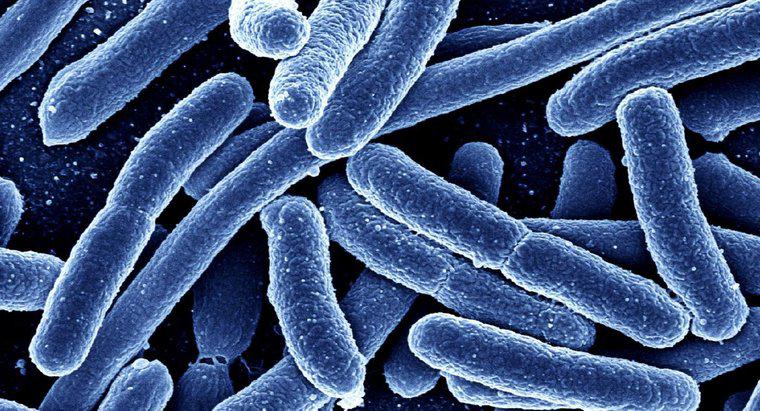 Czym różnią się bakterie i różne bakterie?