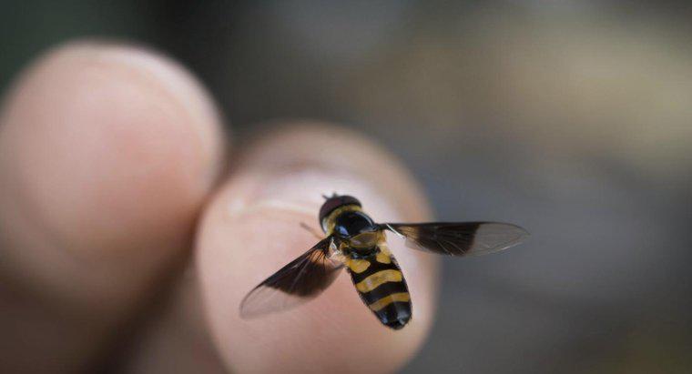 Jakie są oznaki i objawy alergii na pszczoły?