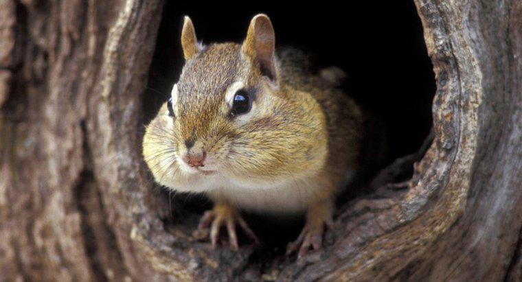 Gdzie wiewiórki żyją na świecie?