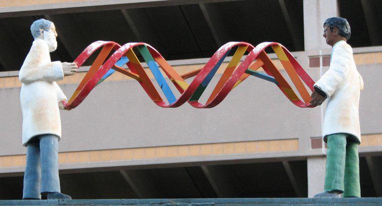 W jaki sposób DNA określa cechy organizmu?