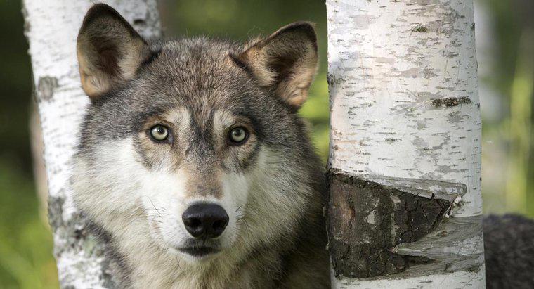 Co robi się, by ocalić szarego wilka?