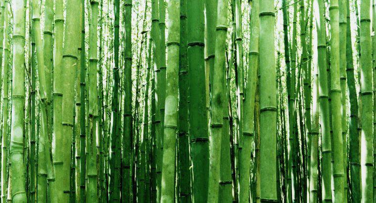 Jak zrobić sadzonki z bambusa?