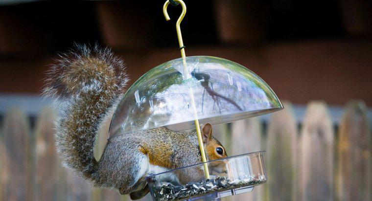 Co to jest odstraszacz naturalny wiewiórki?