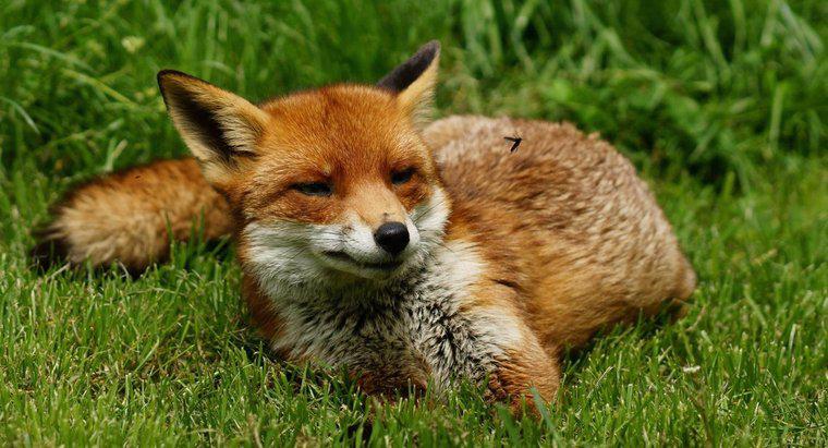 Jak nazywa się Female Fox?