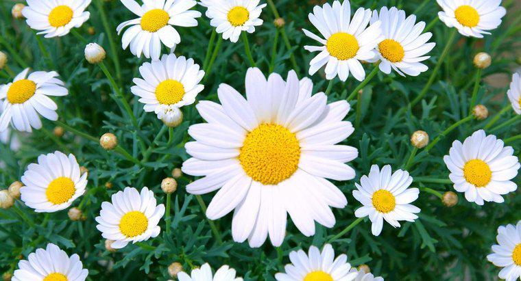Co to znaczy za kwiatami Daisy?