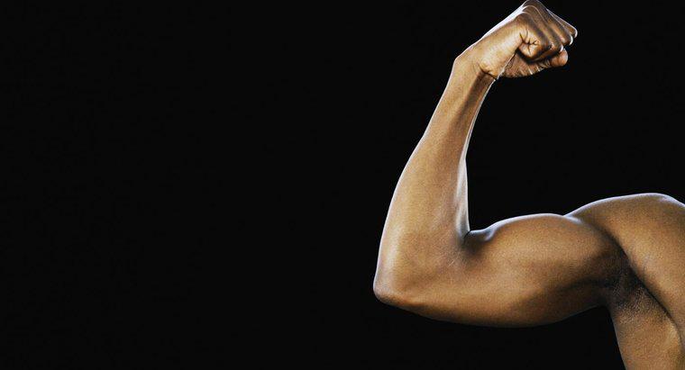 Jaki jest rozmiar bicepsu przeciętnego mężczyzny?