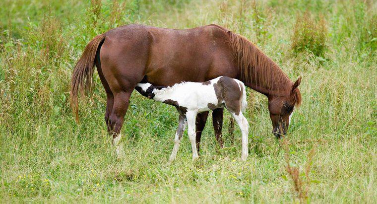 Jak długo trwa okres ciąży u koni?