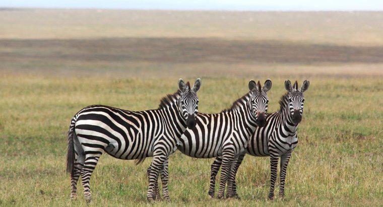 Czy Zebras Migrate?