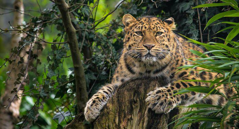 Jakie są fakty na temat Amur Leopard?