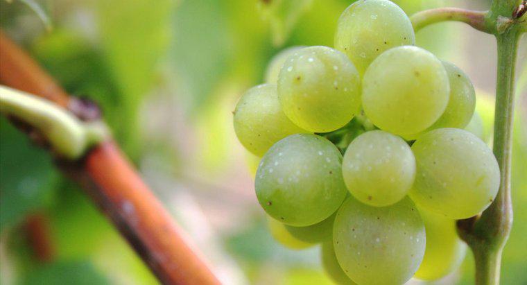 Jakie owoce rosną na winoroślach?