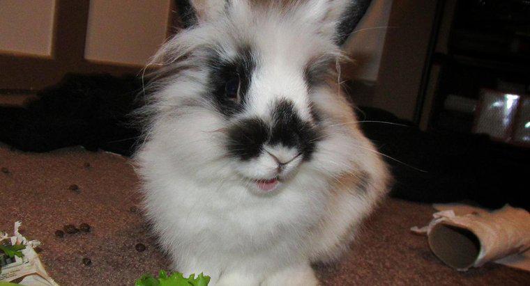 Co karmisz królika-lwa?