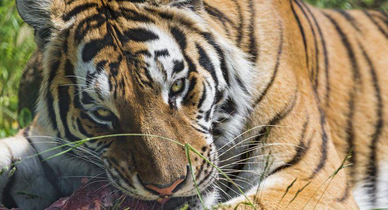 Co tygrysy syberyjskie jedzą?