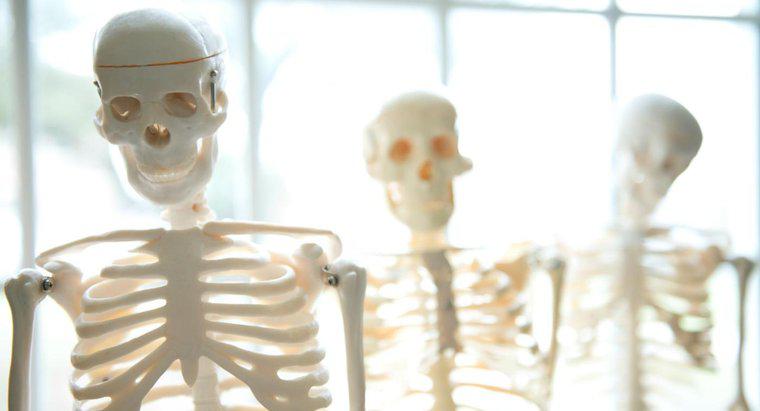 Jakie są funkcje ludzkiego szkieletu?