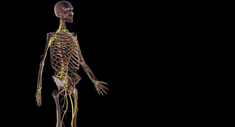 Jak działa układ nerwowy z innymi systemami ciała?