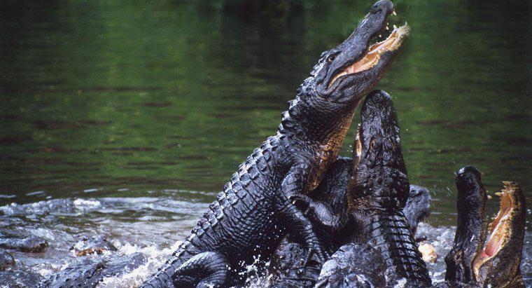 Kim są wrogowie aligatorów?