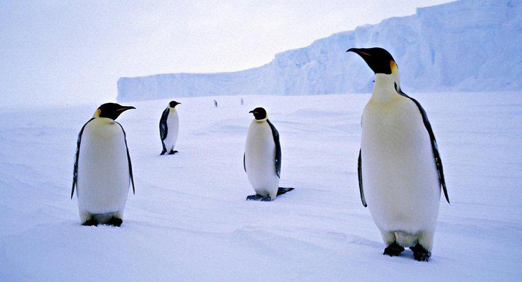 Dlaczego pingwiny żyją na Antarktydzie?