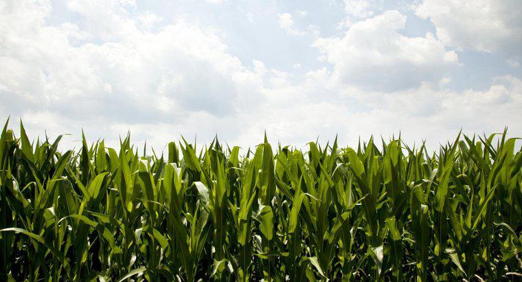 Jakie jest gospodarcze znaczenie kukurydzy?