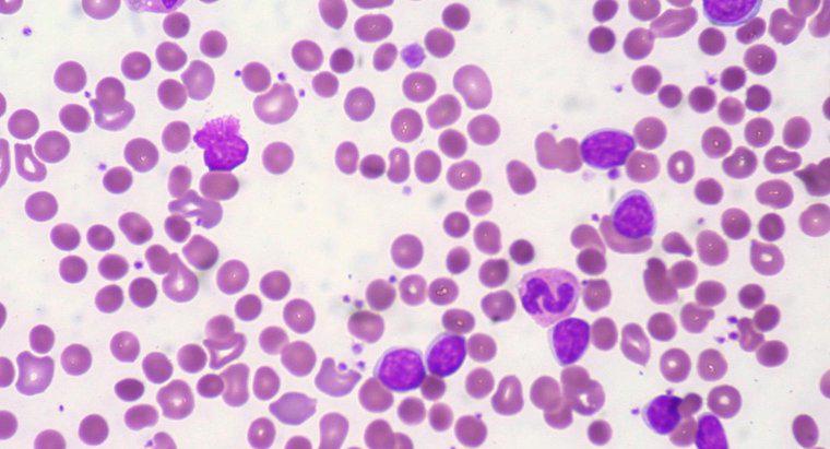 Czym jest normalna hemoglobina?