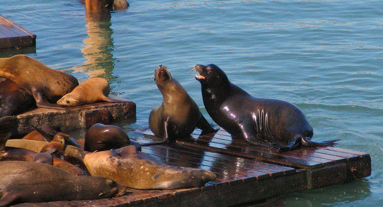 Co to jest Biome of the Sea Lion?