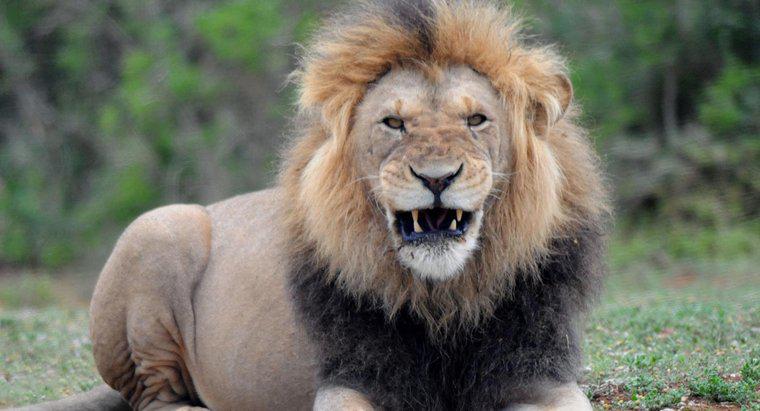 Jaka jest średnia waga męskiego lwa?