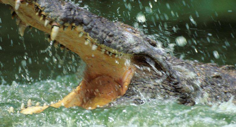Dlaczego krokodyle żyją w wodzie?