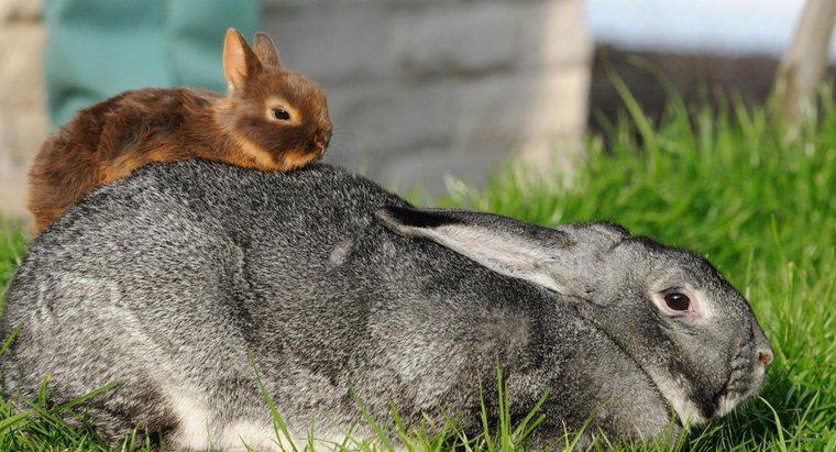 Jaka jest najmniejsza rasa królików?
