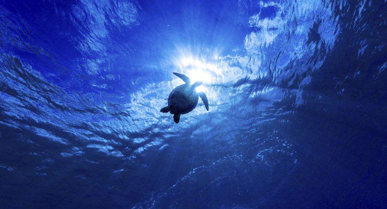 Co to jest najgłębszy ocean na świecie?